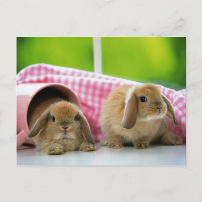 Einige sonnige Lieben Postkarte (Vorderseite)