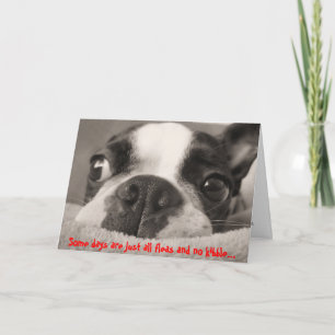 Einige Tage sind nur Floh und kein Kibble Karte