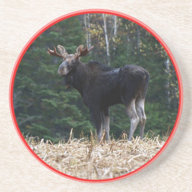 Einjährige Stier Elche Maines Getränkeuntersetzer (Vorne)