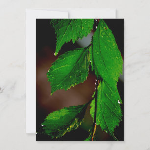 Einladung von Almond Tree Blätter