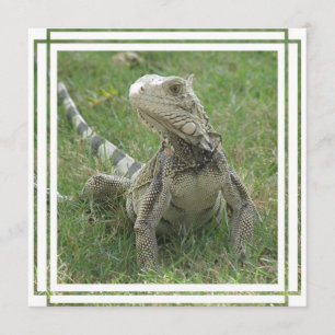 Einladung von Iguana