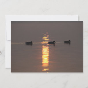 Einladung von Mallards