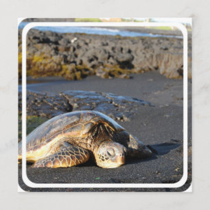 Einladung von Meeresschildkröten