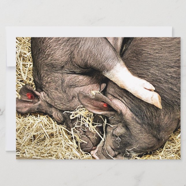 Einladung zu niedlichen KLEINEN SCHWEINEN (Vorderseite)