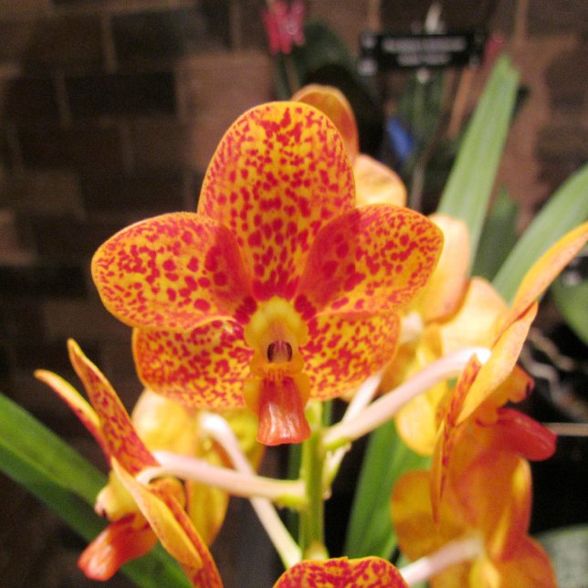 Einladung zur Hochzeit von Vintagen Goldtexturen (Von Creator hochgeladen)