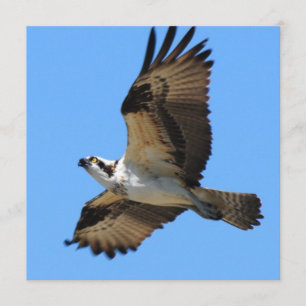 Einladungen für Vogelarten