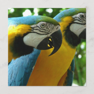 Einladungen zu Blue and Gold Macaws