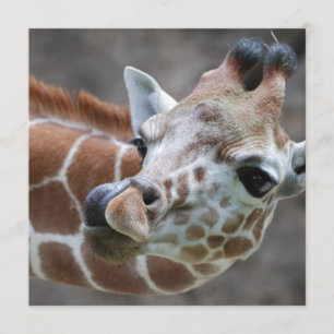 Einladungen zur Giraffe-Zunge