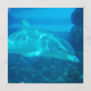 Einladungen zur Unterwasser-Delphin