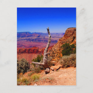 Einmaliger Baum am Grand Canyon in Arizona Postkarte