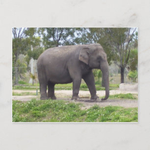 Einmaliger Elefant Postkarte