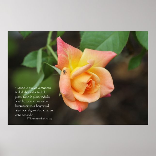 Einrichtungen 4:8 con rosa poster (Vorne)