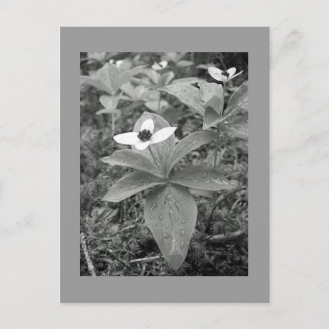 einsam postkarte (Vorderseite)