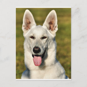 Einsam wie der Wolf Postkarte