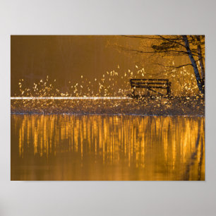 Einsame Bank am See im goldenen Licht Poster