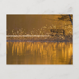 Einsame Bank am See im goldenen Licht Postkarte