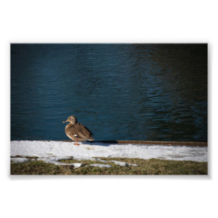Einsame Ente Fotodruck