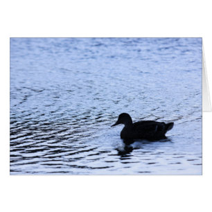 Einsame Enten-Wildlife-Lake-Wasser-Rippen-Fotograf