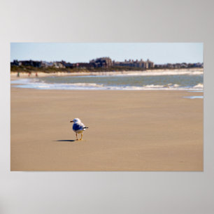 Einsame Möwe am Strand von Kiawah Island Poster