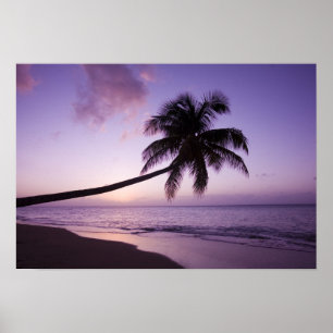 einsame Palme bei Sonnenuntergang, Coconut Grove B Poster