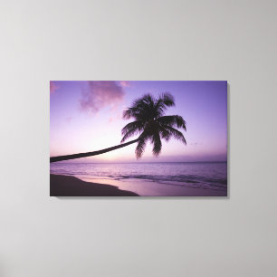 Einsame Palme bei Sonnenuntergang, Coconut Grove S Leinwanddruck