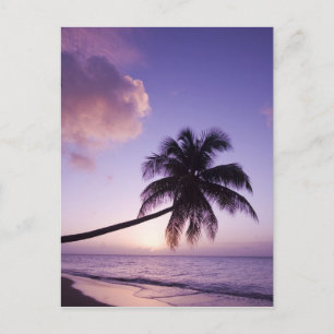 Einsame Palme bei Sonnenuntergang, Coconut Grove S Postkarte
