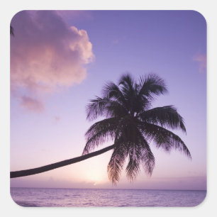 Einsame Palme bei Sonnenuntergang, Coconut Grove S Quadratischer Aufkleber