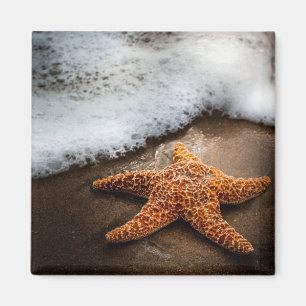 Einsame Starfish auf dem Strand Magnet