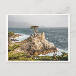 Einsame Zypresse Pebble Beach Monterey Foto Postkarte