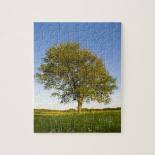 Einsamer Ahornbaum auf einem Heufeld auf der Raymo Puzzle