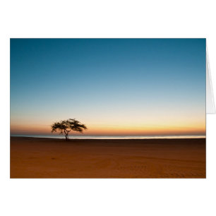 Einsamer Baum bei Sonnenaufgang in Kuwait