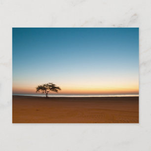 Einsamer Baum bei Sonnenaufgang in Kuwait Postkarte