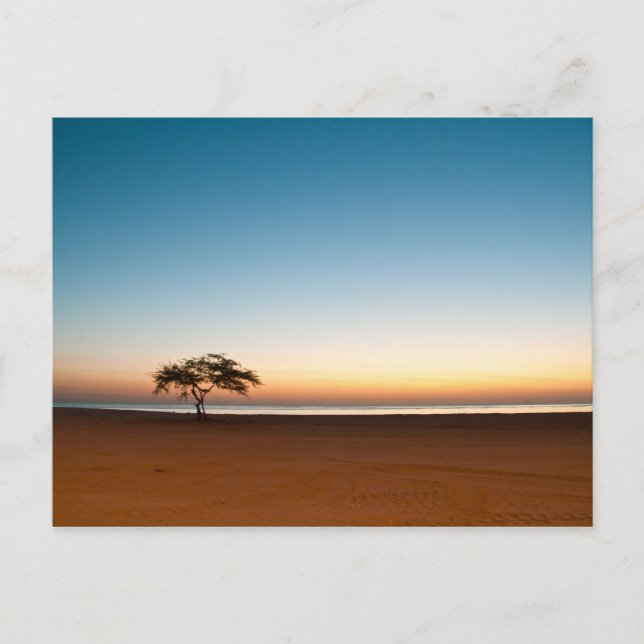 Einsamer Baum bei Sonnenaufgang in Kuwait Postkarte (Vorderseite)