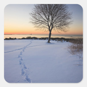 Einsamer Baum im frischen Schnee auf dem New Castl Quadratischer Aufkleber