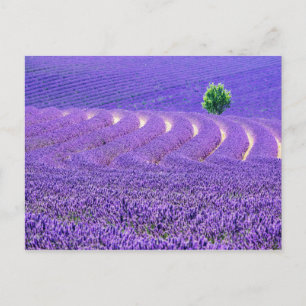 Einsamer Baum im Lavendelfeld, Frankreich Postkarte