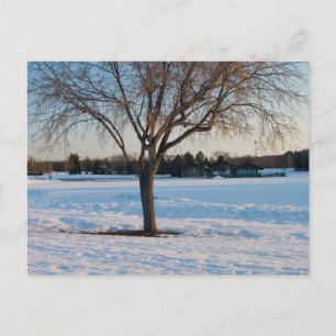 Einsamer Baum im schneebedeckten Feld Postkarte