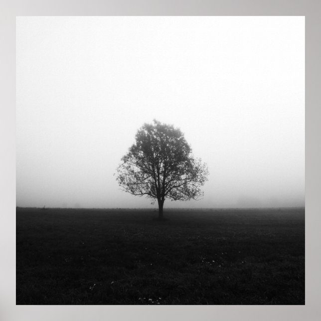 Einsamer Baum in nebelschwarz-weiß Poster (Vorne)