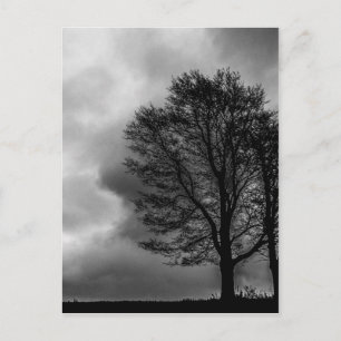 einsamer Baum Postkarte