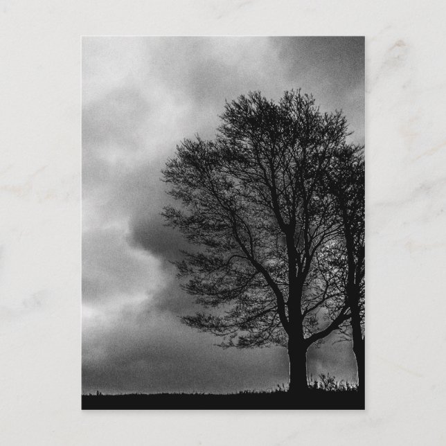 einsamer Baum Postkarte (Vorderseite)