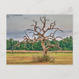 Einsamer Baum Winterhaven, Florida Postkarte