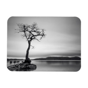 Einsamer bloßer Baum Magnet