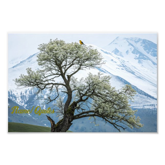 Einsamer blühender Baum und schneebedeckte Berge Fotodruck (Vorne)