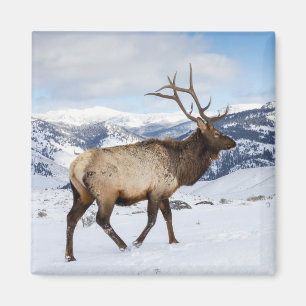 Einsamer Bullen-Elch Yellowstone-Nationalpark Magnet