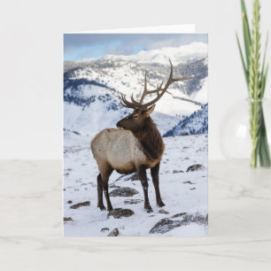 Einsamer Bullenelk im Schnee   Yellowstone-Nationa Karte
