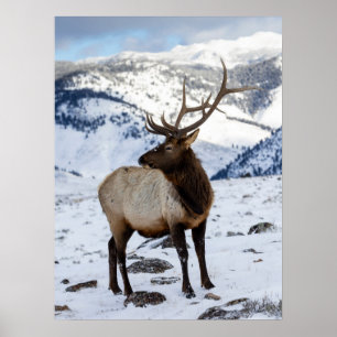Einsamer Bullenelk im Schnee Yellowstone-Nationa Poster