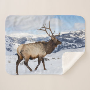 Einsamer Bullenelk   Yellowstone-Nationalpark Sherpadecke