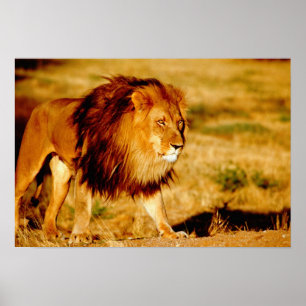 Einsamer Löwe Poster