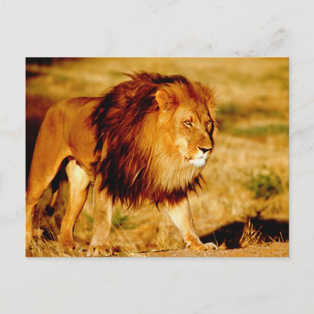 Einsamer Löwe Postkarte (Vorderseite)