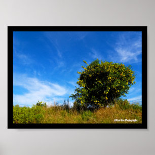 Einsamer Mandarinbaum Poster