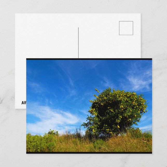 Einsamer Mandarinbaum Postkarte (Vorne/Hinten)